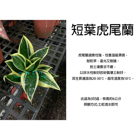 虎尾蘭 二氧化碳|虎尾蘭如何淨化空氣？ 專家教你如何利用虎尾蘭改善。